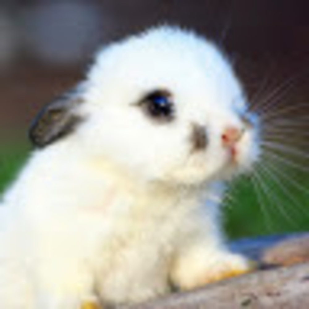 Meet your Posher, Reagan